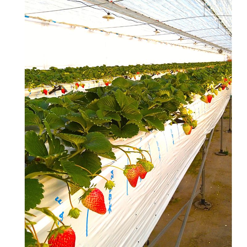 ��300P�Ը���ۡڿ�����ľ�ء�£���� ������ �Ȥۤä�200g��4�������� ���ե�  ����� ���渵 ���渵 £��ʪ Ĺ�� ���� ��