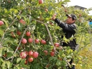 �ѹ��󤴥֥���—�����&��󤴥Х��������&�Ȥۤäڥ���� 150g��3�ܥ��å� ������(��������870��) ��󤴥���� �Х�������� ����������� �֥��꡼ �ͤ��碌 ���ե� �ե롼�ĥ���� Ĺ�� ����