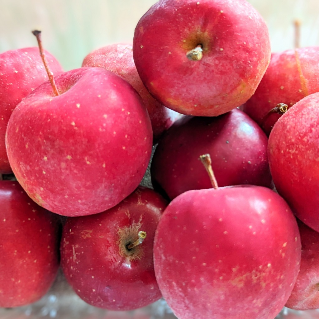 ��ͽ�����䳫�ϡ�10����ܤ��в�ͽ��ۡ�����ľ���ۥ���ץ�����2kg ��󤴰� ���� Ĺ�� ���ե��������ʲ��츩��Υ���ϰ������Բġ�