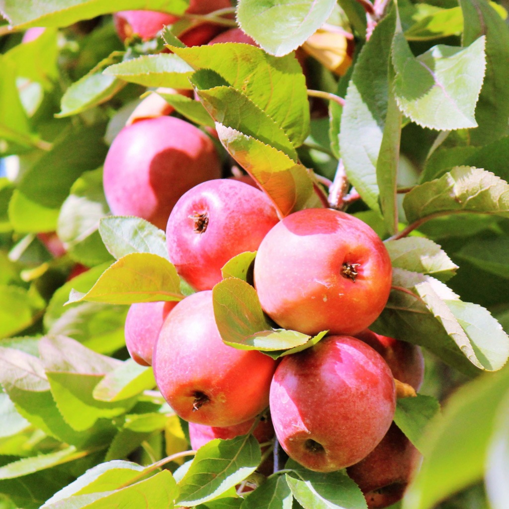 ��ͽ�����䳫�ϡ�10����ܤ��в�ͽ��ۡ�����ľ���ۥ���ץ�����2kg ��󤴰� ���� Ĺ�� ���ե��������ʲ��츩��Υ���ϰ������Բġ�