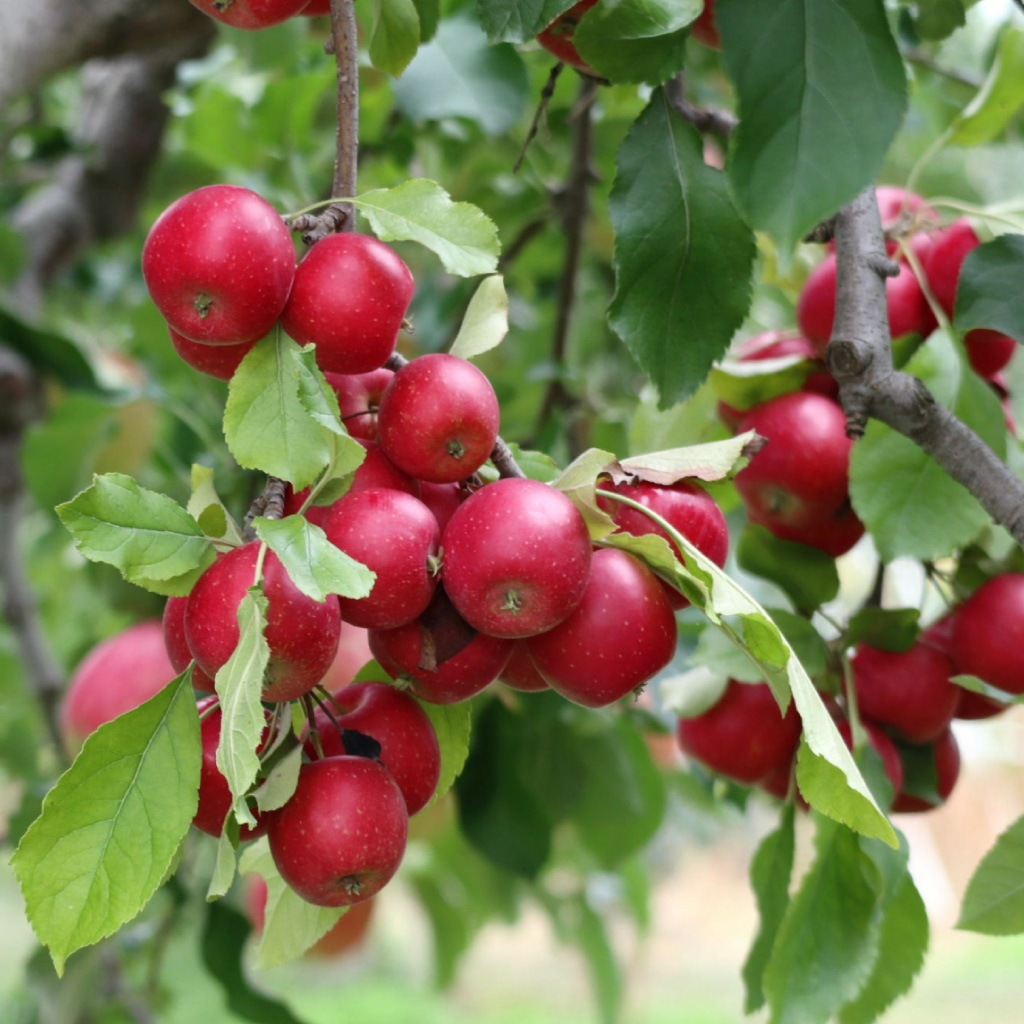 ��ͽ�����䳫�ϡ�10����ܤ��в�ͽ��ۡ�����ľ���ۥ���ץ�����2kg ��󤴰� ���� Ĺ�� ���ե��������ʲ��츩��Υ���ϰ������Բġ�