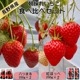 �ڿ�����ľ�ء�£���� ������������٥��åȡ��Ȥۤä� 200g��2��Ȭ�Ĥޤ�200��2�������� ���ե�  ����� ���渵 ���渵 £��ʪ Ĺ�� ���� ��