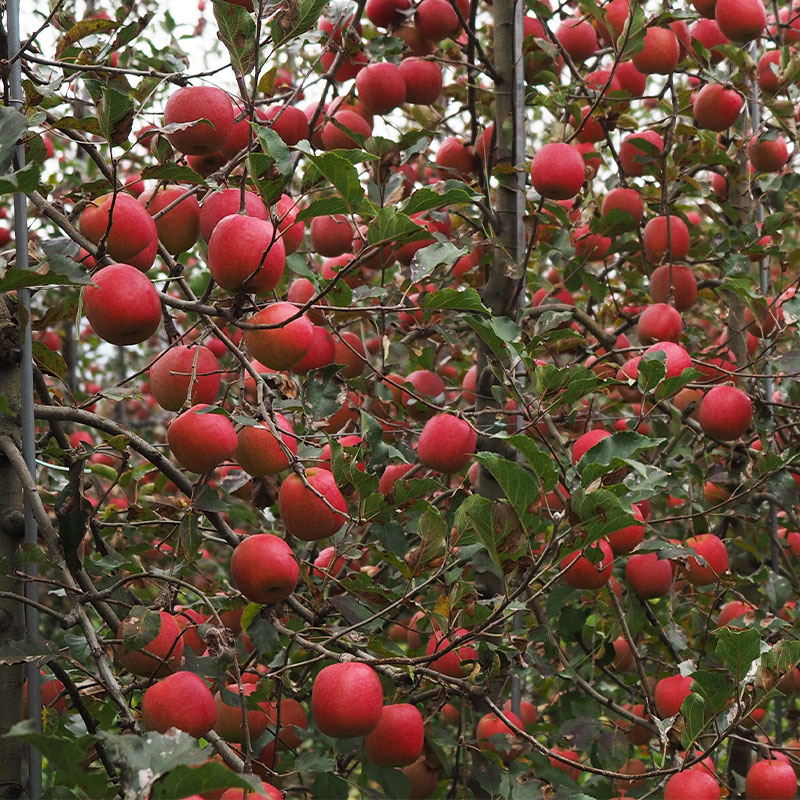 ��ͽ�����䳫�ϡ��ڿ��̡����ָ���ۡ�Ĺ����ۤ�� �ԥ󥯥�ǥ� £���� 5kg(18��28��) ������ ������� Ĺ�� ����