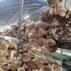 ��Ĺ����ۡ�£���ѡ�ī�Τ����������� 1kg Ȣ���� Ĺ� ���� ���� �������� ���Τ� ���ե� £��