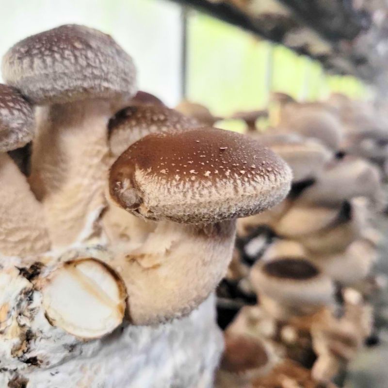 Ĺۡ£ѡīΤ 3kg Ȣ Ĺ    Τ ե £