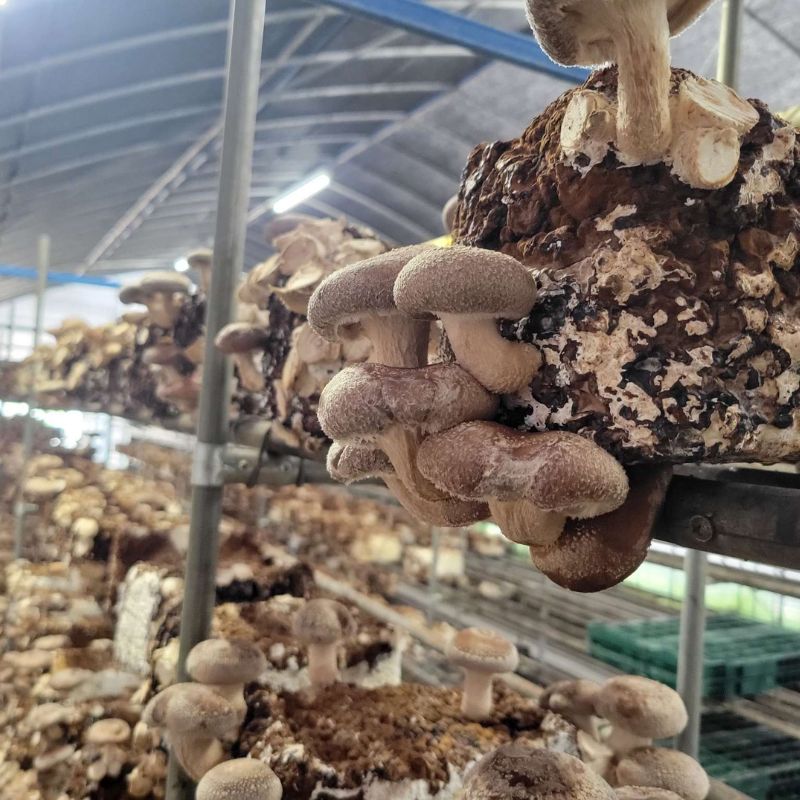 Ĺۡ£ѡīΤ 3kg Ȣ Ĺ    Τ ե £