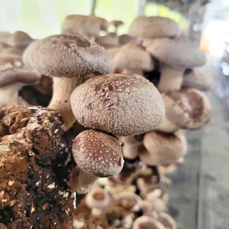 Ĺۡ£ѡīΤ 3kg Ȣ Ĺ    Τ ե £