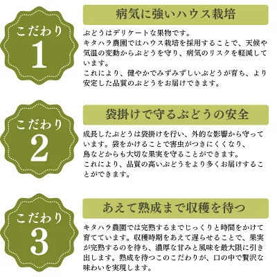 ���вٳ��ϡ�������ľ���ۡ�˼������� �ʥ��Υѡ��ץ� ��1.8��2kg 4˼ �������� �ʲ��츩��Υ���ϰ������Բġˡڣ���ܰʹ߽в�ͽ��� Ĺ��ѡ��ץ� �֤ɤ� Ĺ�� ���� ��ʪ �ե롼�� ��ƺ