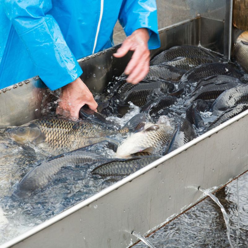 ���� ��Τ��޼� 6������ �� Ĺ� ���� �������� �ż� ���ޤǿ��٤��� Ϸ�ޤ�̣ ��Ϫ�� ������ ���� ���ե� ���ˤ� ��Ϸ���� �������ʲ��졦Υ������1,090�ߡ�