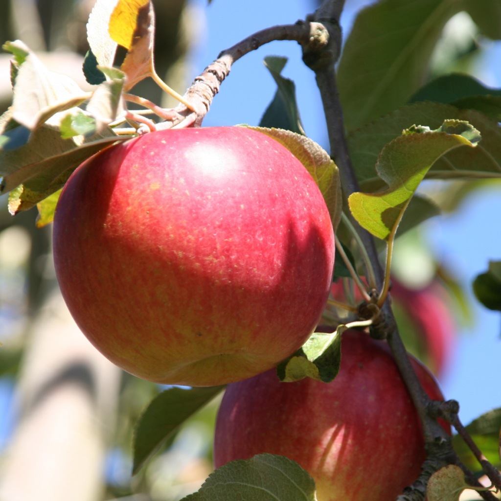 ͽ䳫ϡۡھ̡ۥʥΥ 3kg 10&#12316;ܰʹȯͽߡʲ츩ΥϰԲġ