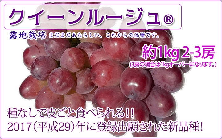 �ڥ��饷�������̲��ʡۡ�������ۥ�������롼�����R��1kg 2��3˼ �������� �ʲ��츩��Υ���ϰ������Բġ� 9����ܰʹߤ���缡ȯ��