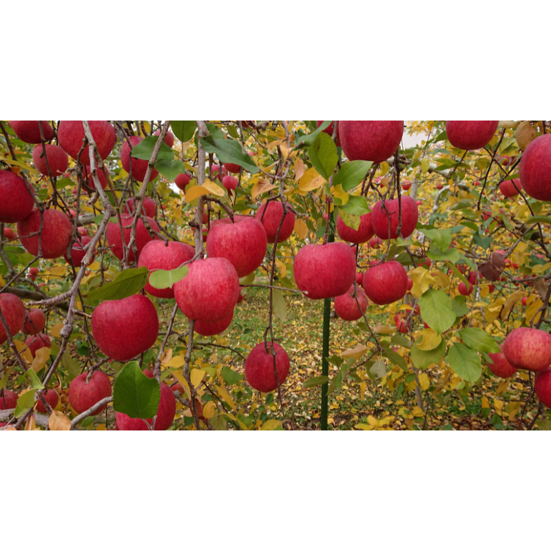 ��ͽ�����䳫�ϡ������ӿ建��þ޼�������ۥ���դ�����3���(6�̡�10��)  ��11��ܰʹ߽缡�в�ͽ����������� �ʲ��츩��Υ���ϰ������Բġ�