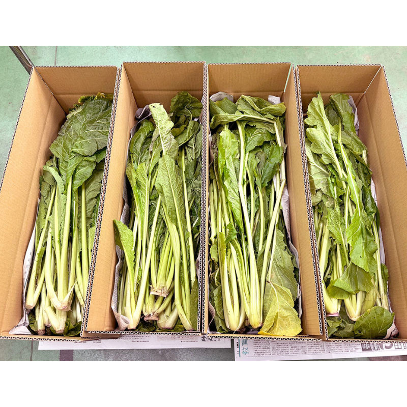 ͽ䳫ϡ  ʪѡڡ5kg 11ܰʹ߽вͽʪ  Ĺ ڿ ߡʲ츩ΥϰԲġ