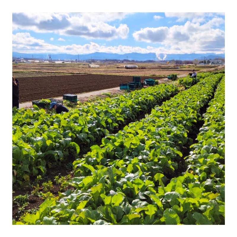 ͽ䳫ϡ  ʪѡڡ5kg 11ܰʹ߽вͽʪ  Ĺ ڿ ߡʲ츩ΥϰԲġ