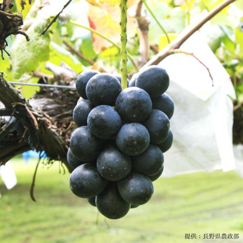 ��ͽ�����䳫�ϡ�������ľ���֤ۤɤ�3�� 4˼���å� ���㥤��ޥ����å�2˼ �ʥ��Υѡ��ץ�1˼ ���ˡ��롼����1˼ ��4˼ 1.8〜2.0kg �������� �ʲ��츩��Υ���ϰ������Բġ� ��9��ܺ��в�ͽ��� �֤ɤ� Ĺ�� ���� ��ʪ �ե롼�� ��ƺ ��̵�� �餴��