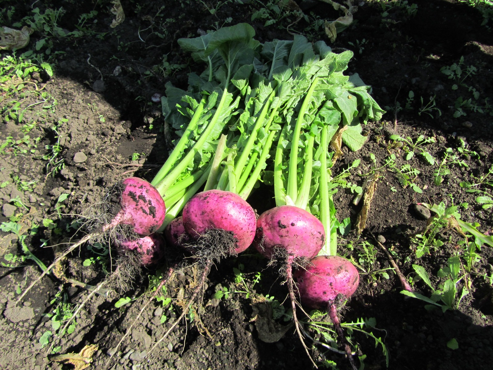 ���вٳ��ϡ�����ǯ����ۤ���200���5�ޥ��å� ��������12���ܽ缡�в�ͽ��ۤ����Ҥ� ������ ����ʪ ��ʪ �Ҥ�ʪ ���Ĥ���� ���å� Ĺ�� ̵�� ȯ�ڿ��� ̵ź�� ���եȡʲ�������1,090�ߡ�