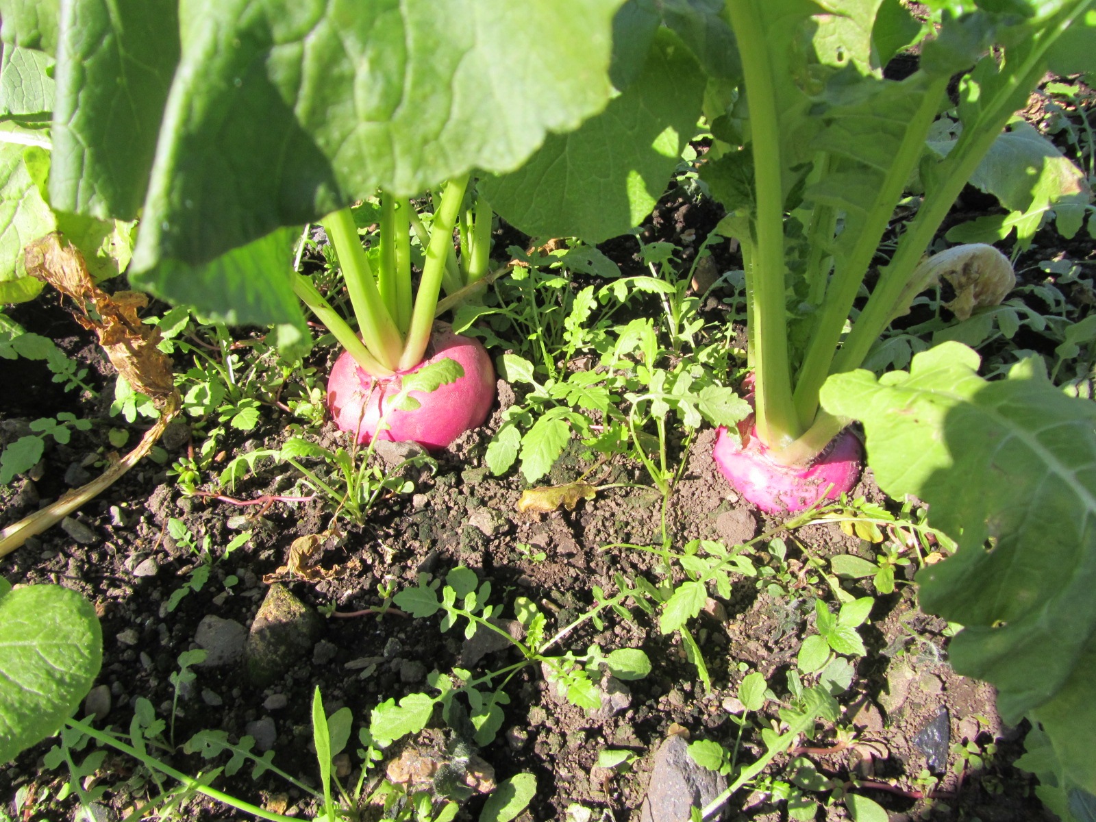 ���вٳ��ϡ�����ǯ����ۤ���200���5�ޥ��å� ��������12���ܽ缡�в�ͽ��ۤ����Ҥ� ������ ����ʪ ��ʪ �Ҥ�ʪ ���Ĥ���� ���å� Ĺ�� ̵�� ȯ�ڿ��� ̵ź�� ���եȡʲ�������1,090�ߡ�