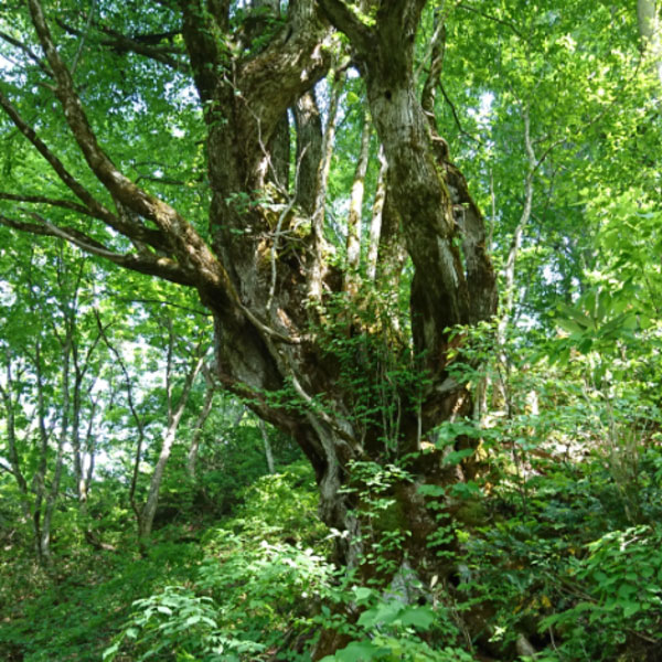 ϥץץߥ० 350ml 24  ʲ1,890ߡ