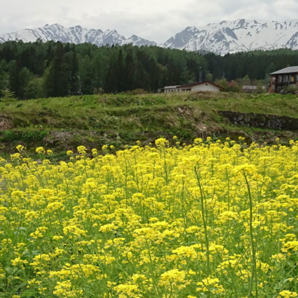 ϥץץߥ० 350ml 24  ʲ1,890ߡ