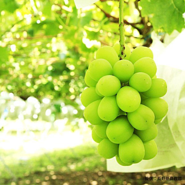 ���вٳ��ϡ�������ľ���֤ۤɤ�3�� 4˼���å� ���㥤��ޥ����å�2˼ �ʥ��Υѡ��ץ�1˼ ��������롼�����R��1˼ ��4˼ 1.8��2.0kg �������� �ʲ��츩��Υ���ϰ������Բġˡ�9��ܤ��в�ͽ��֤ۤɤ� Ĺ�� ���� ��ʪ �ե롼�� ��ƺ ��̵�� �餴��