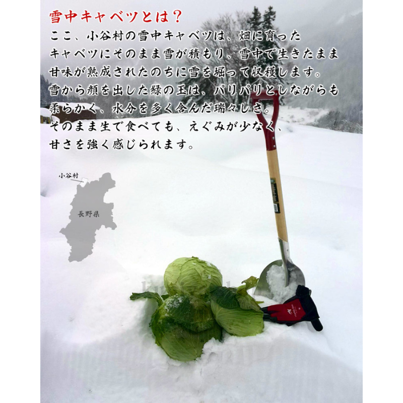 �ڣ������ޤǤδ��ָ���ۿ�����ë¼�� ���業��٥ġ���2kg ��1����ܰʹ� �缡�в�ͽ����������ߡʲ��졦Υ�������Բġ�