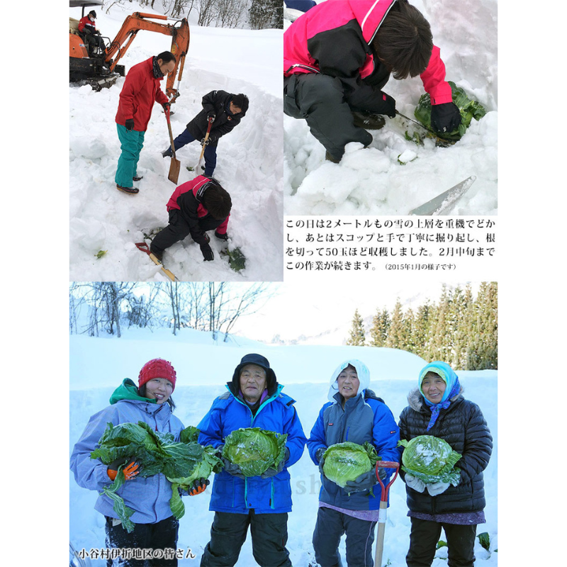 �ڣ������ޤǤδ��ָ���ۿ�����ë¼�� ���業��٥ġ���2kg ��1����ܰʹ� �缡�в�ͽ����������ߡʲ��졦Υ�������Բġ�