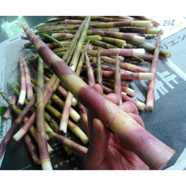 ڤʤβۻֲ⸶֤Τ졼5ĥå ʲ졦Υ870ߡ