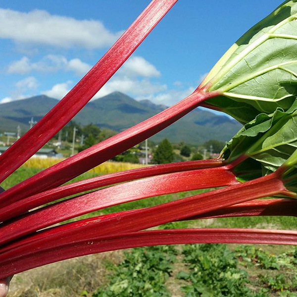 �����֤ʥ�С��֡���ӡ���С��� 1kg �������ʲ�������1,090�ߡ�