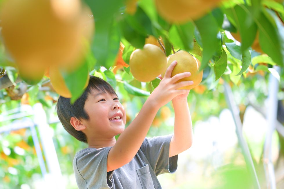 梨（豊水）産地直送【宮崎県産】もぎたて｜8月中旬～9月下旬｜豊水梨 4kg箱【送料込み】
