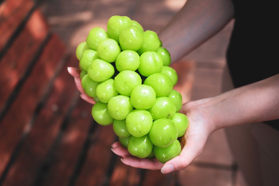 シャインマスカット|産地直送【宮崎県産】もぎたて|2kg箱【送料込み】