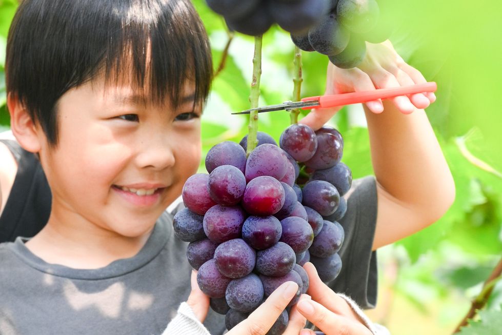 ニューピオーネ｜産地直送【宮崎県産】もぎたて｜2kg箱【送料込み】