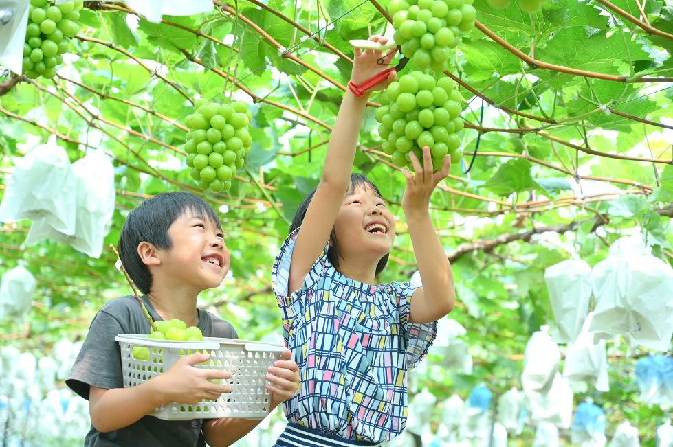 シャインマスカット「特選」｜産地直送【宮崎県産】もぎたて｜1房