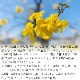��ǯɮ���� ����INKʪ�� 50ml ����ڥ������� NAGASAWA���ꥸ�ʥ�