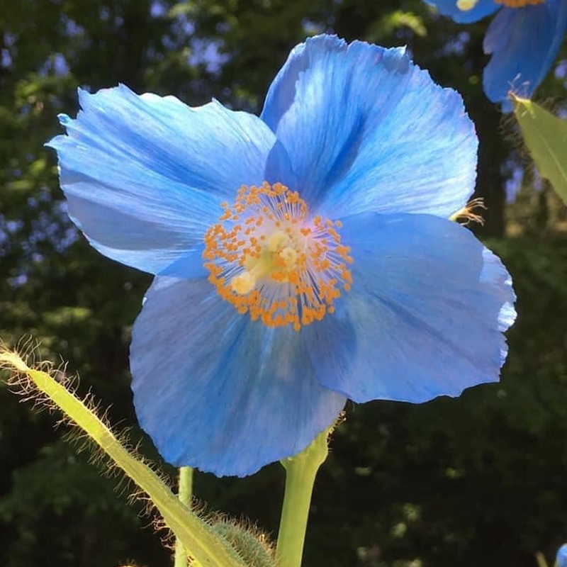 ��ǯɮ���� ����INKʪ�� 50ml ϻ�åҥޥ���֥롼 NAGASAWA���ꥸ�ʥ�