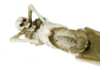 スカルインセンススタンド|インテリア , 置物