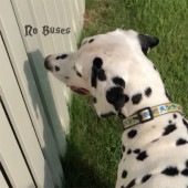 No Buses / Boys Loved Her