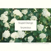 Stupid Orange / far precious