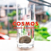 COSMOS / Koozie Ammolites