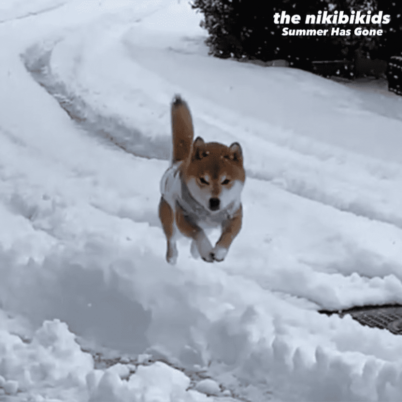 the nikibikids / Summer Has Gone