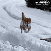the nikibikids / Summer Has Gone