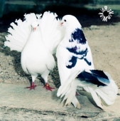 RIP VAN WINKLE / RIP VAN WINKLE (CD)