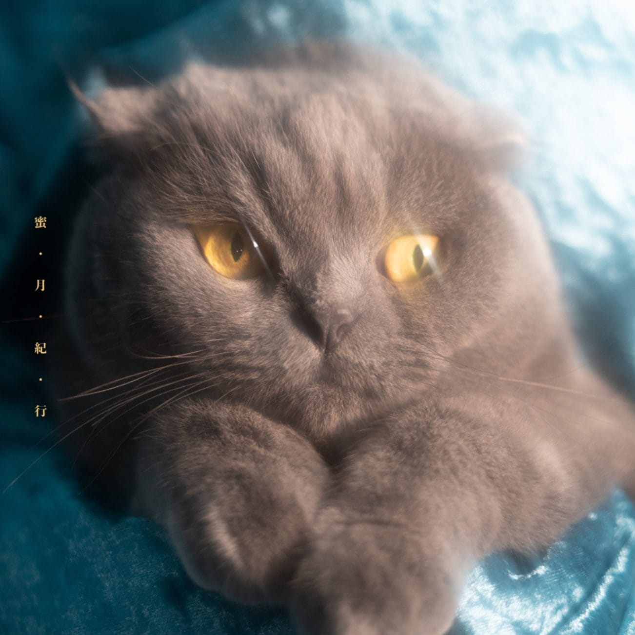 猫戦 / 蜜・月・紀・行 | CD,日本,ポップス / シティポップ,新品