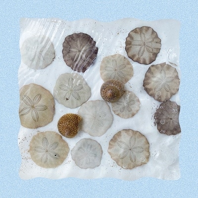 ���ʤ� / ���̤򽦤������褦��
