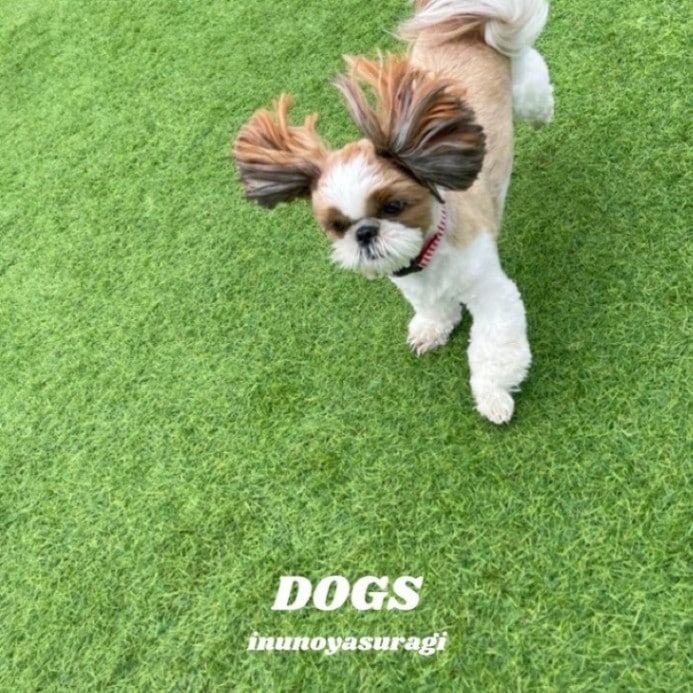 犬のやすらぎ / DOGS | CD,日本,POPPUNK / EASYCORE,新品 | ZOONET