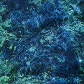 ���ջԻ� / Luminescent Creatures ��RECORD��