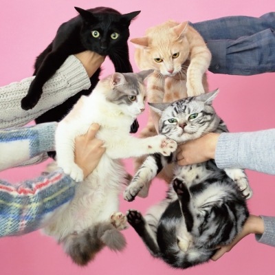 12/6発売】きのこ帝国 / 猫とアレルギー(クリアピンク