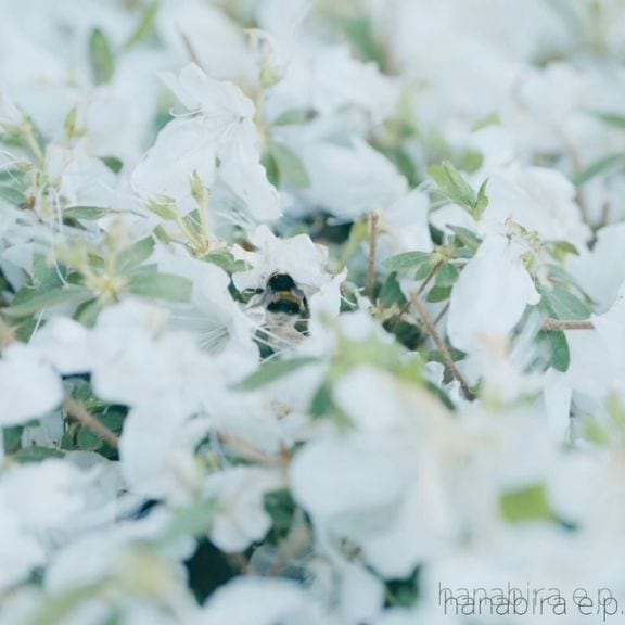 ��̵�ʹ� / hanabira
