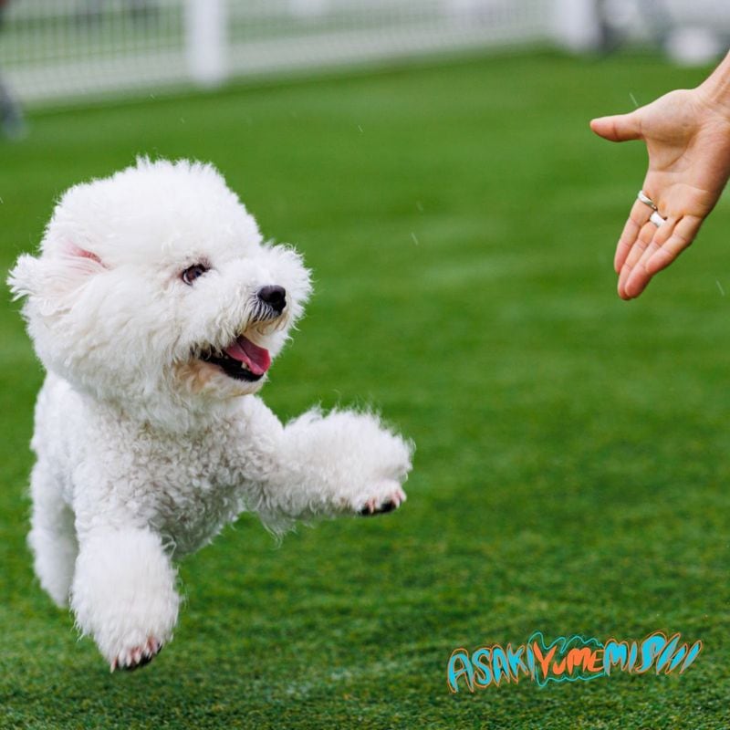 ASAKIYUMEMISHI / Home Sweet Home�ڥݥ��ȥ����ɡ�