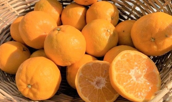 ̸ֿڼͻԡ۽ܤǻݥ󥫥4