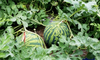 2̡ȾĮ2̡ޡ&#9825;Τ̵